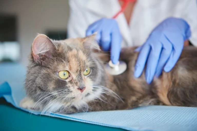 Cat Vet