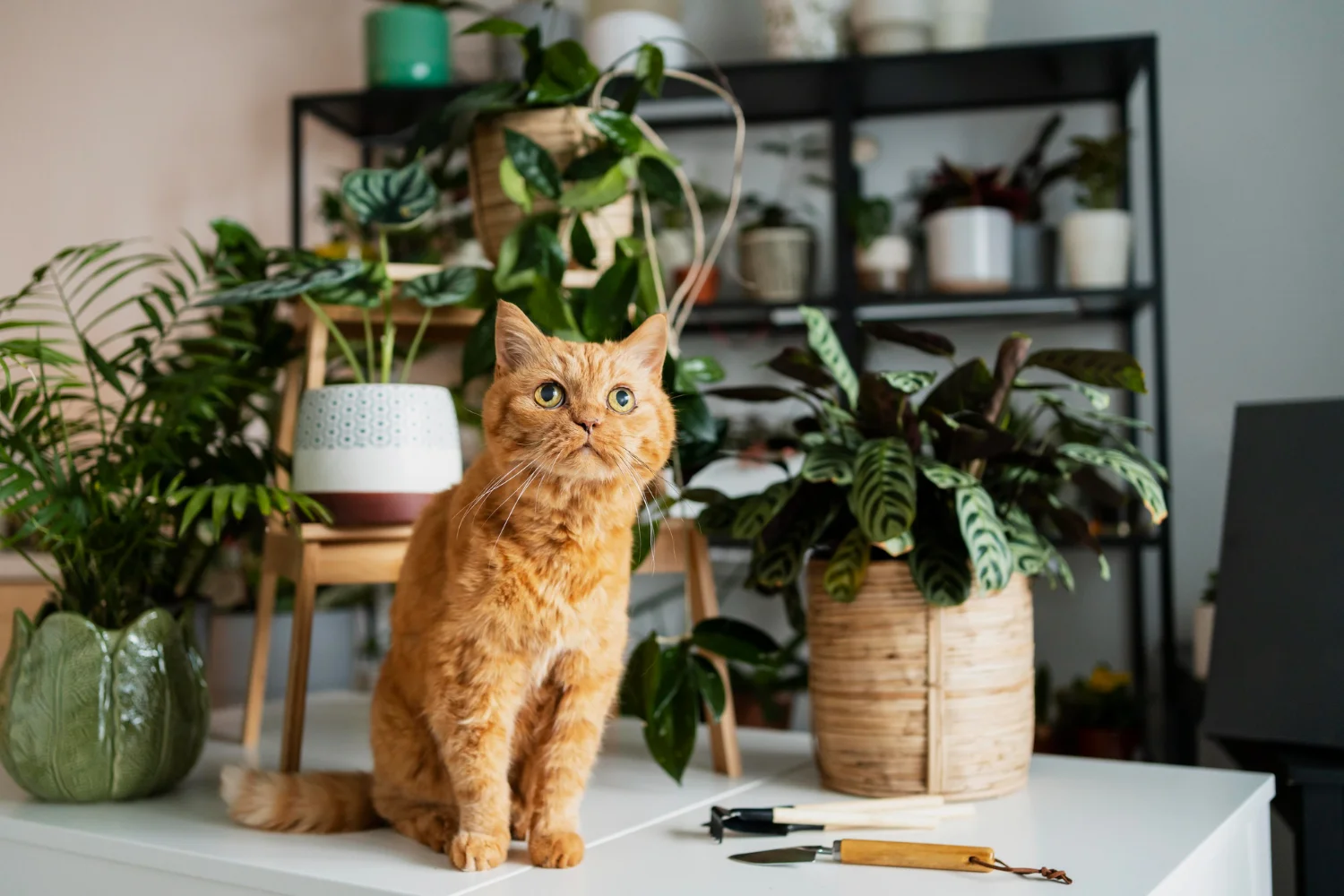 Plants and Cat