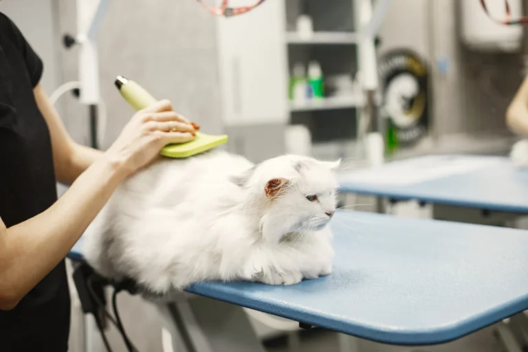 Cat Grooming
