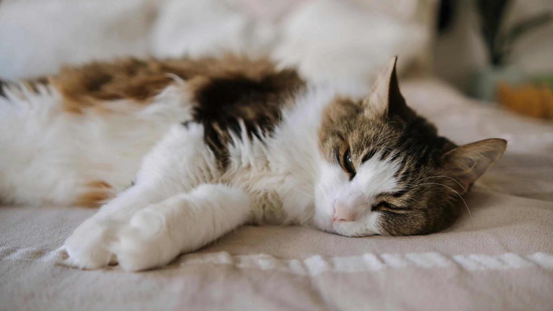 Sleeping Cat